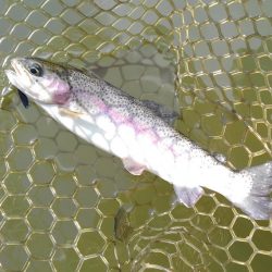 大安トラウトレイク釣果